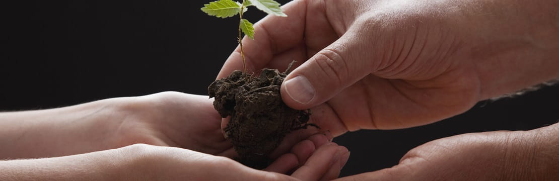 Pair of hands holding a tree sapling